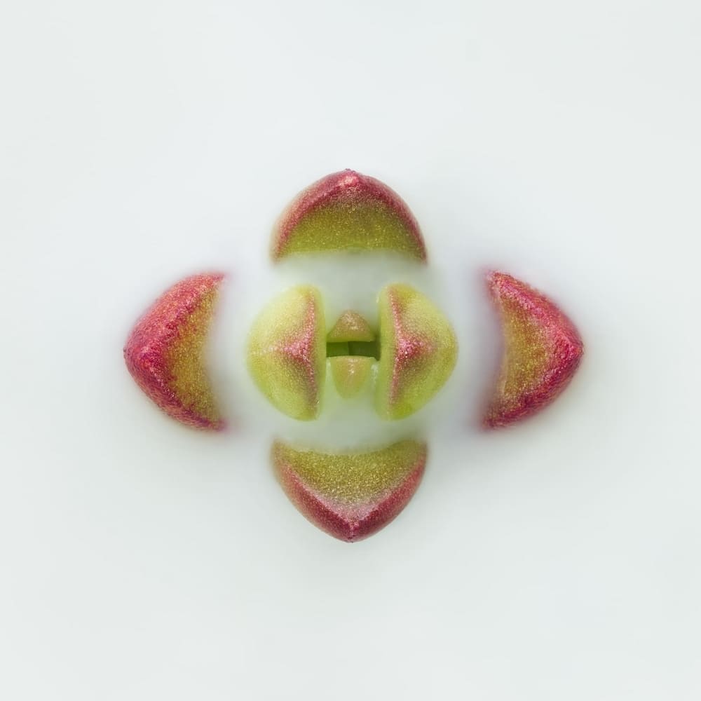 Photographie d'une plante succulente en semi-immersion dans un liquide laiteux 