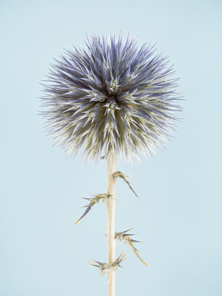 Photographie d'un chardon bleu en studio sur un fond bleuté