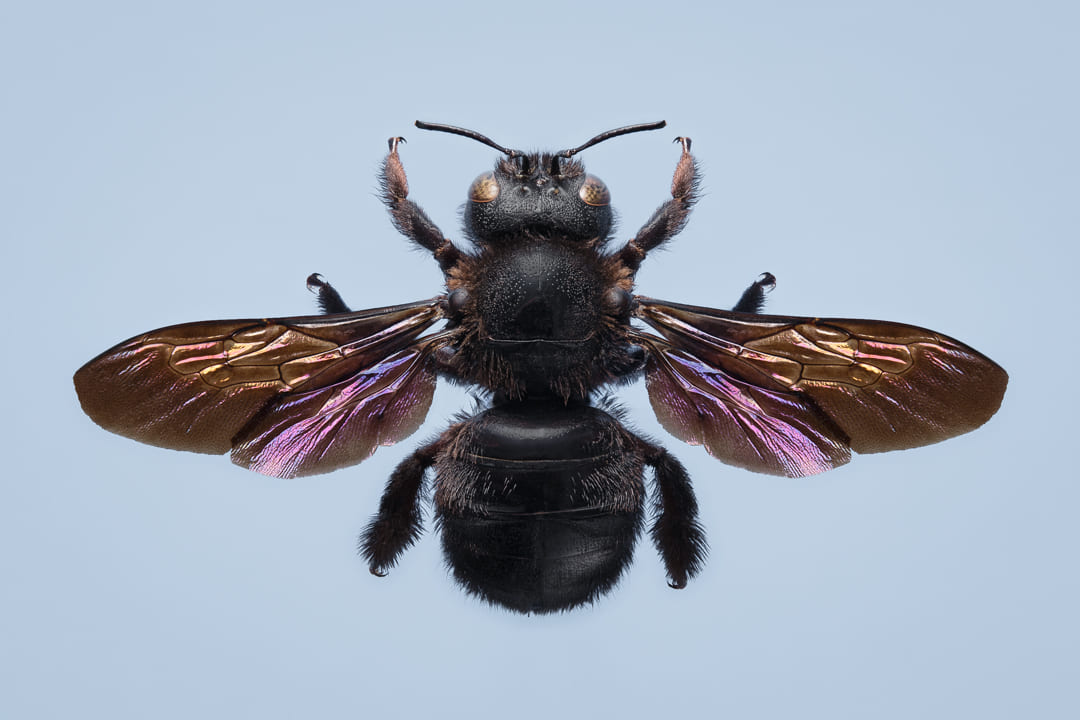 Photographie macro d'une abeille charpentière avec les ailes dépliées sur un fond bleu violet
