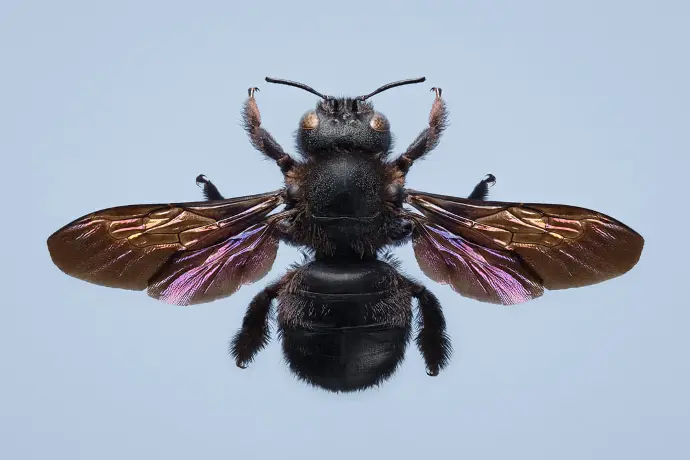 Photographie d'un xylocope violet en studio sur un fond bleuté