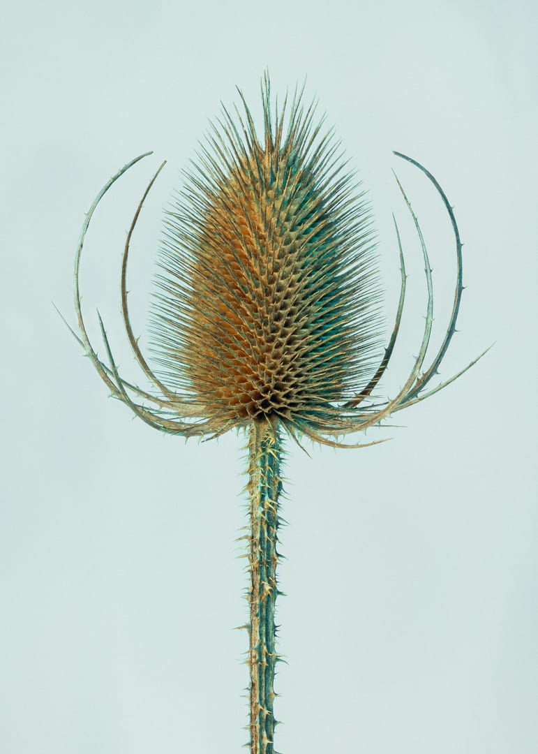 Photographie d'un chardon cardère sauvage  en studio sur un fond et une lumière bleutés