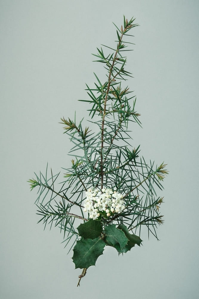 Photographie d'une composition de végétaux trouvés en forêt  sur un fond gris vert