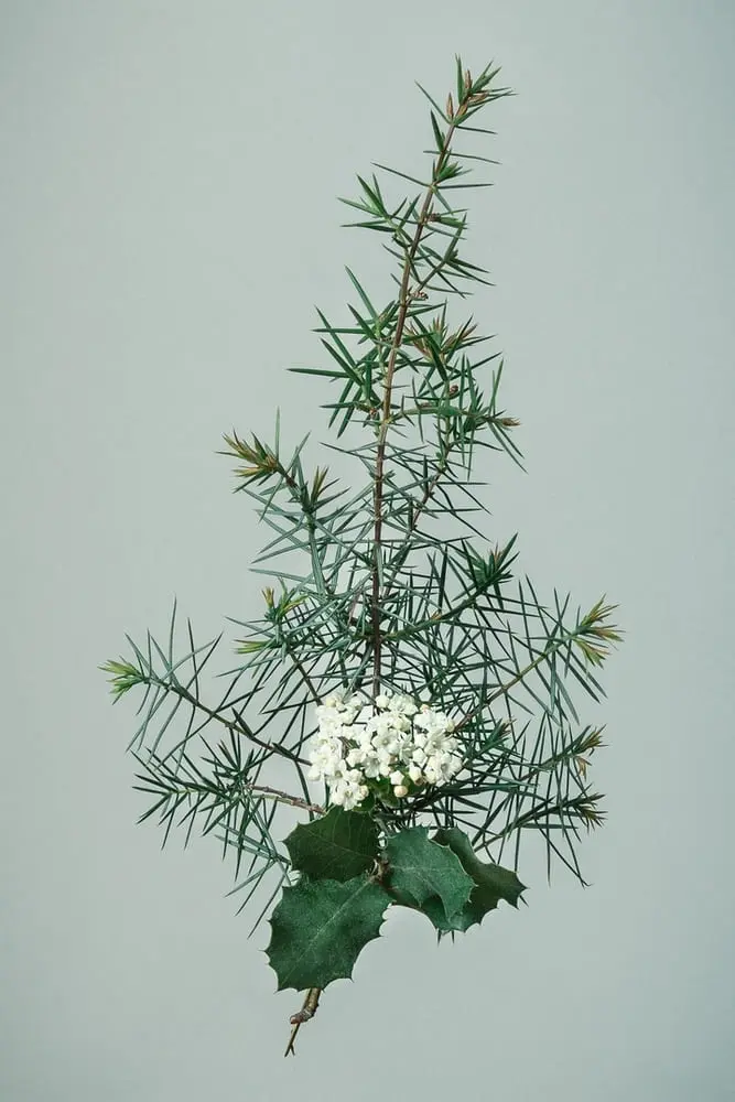Photographie d'un composition végétale en studio aux tons vert forêt et blanc sur un fond gris vert 