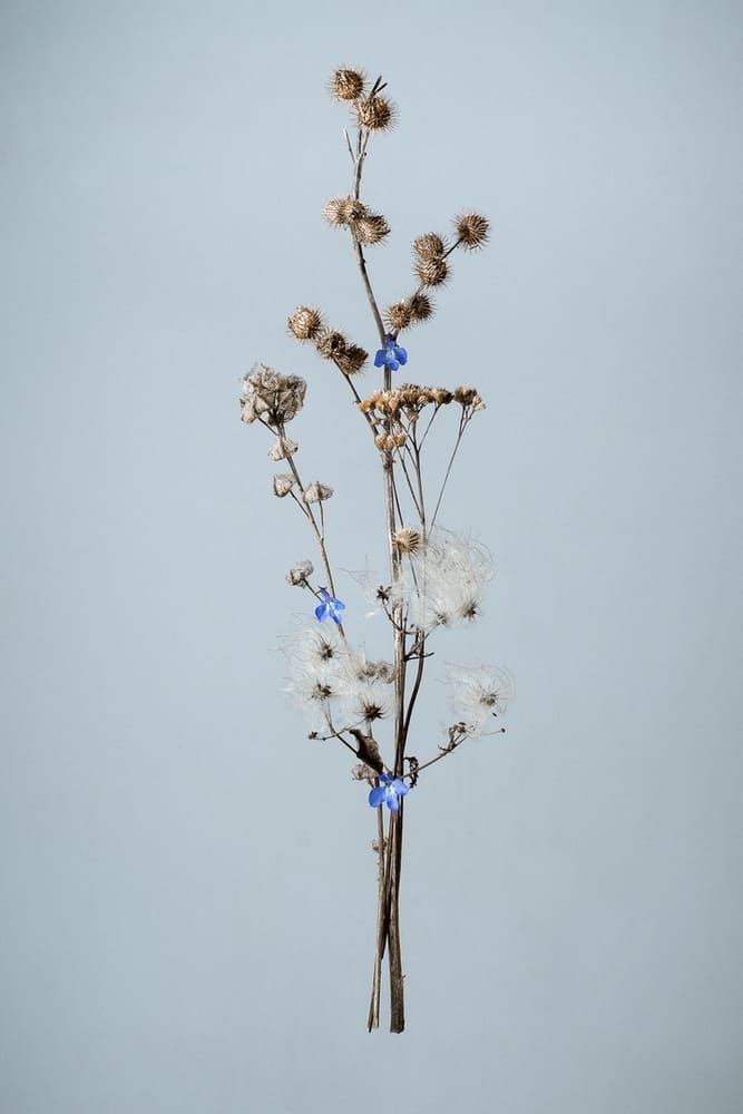 Photographie d'une composition de végétaux séchés avec des petites fleurs bleues sur un fond bleuté