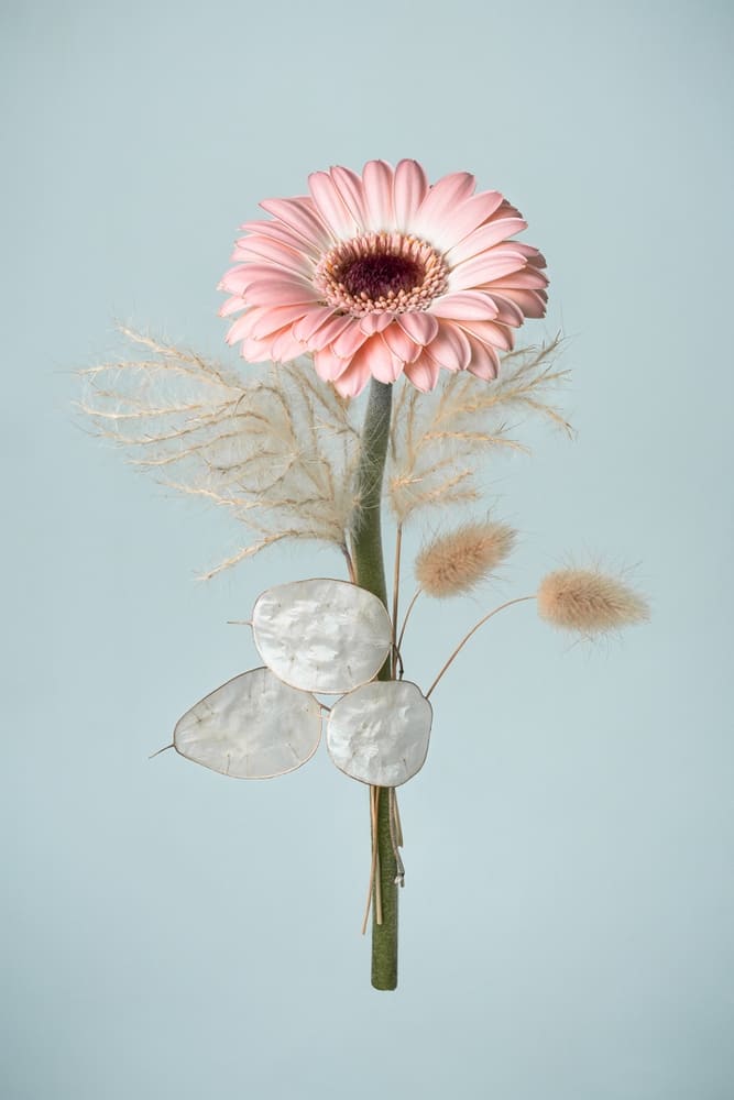 Photographie d'une composition végétale en lévitation avec une fleur rose et des plantes séchées sur un fond bleuté