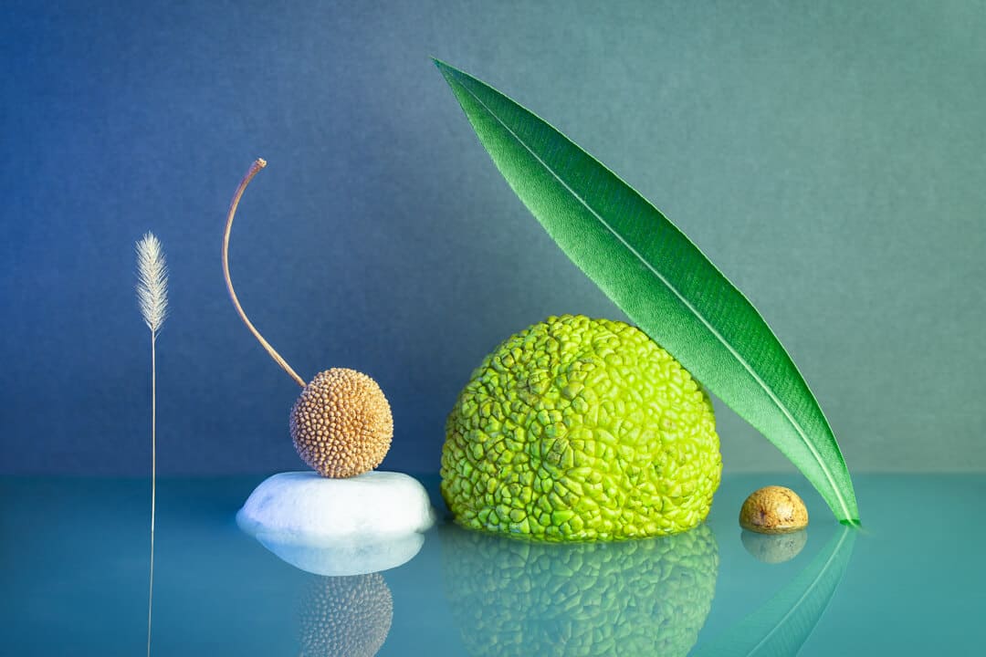 Photographie studio de mise en scène avec des végétaux disposés sur de l'eau avec un dégradé de couleurs du bleu vers le vert