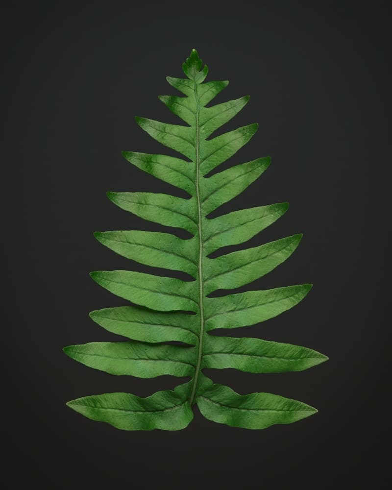 Photographie d'une fougère polypode commun en lévitation sur un fond noir