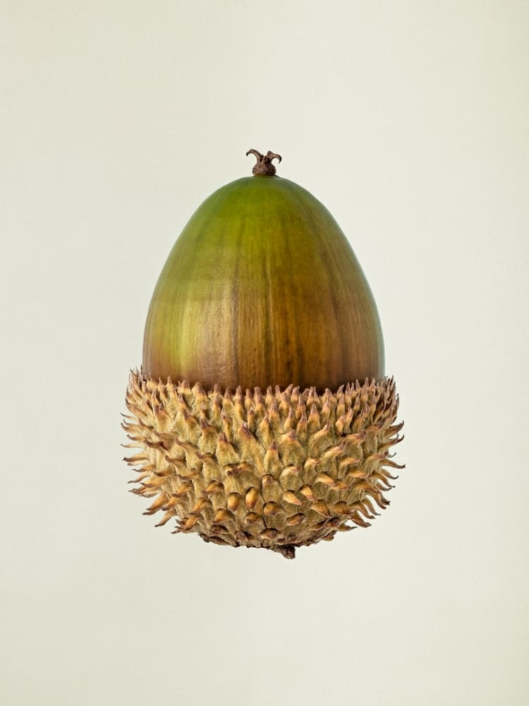 Photographie d'un gland du chêne des garrigues en studio sur un fond ivoire