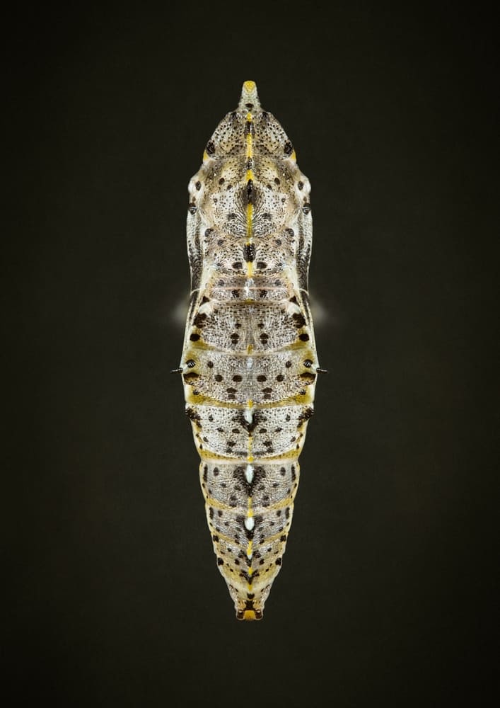 Photographie d'une chrysalide en studio sur un fond noir
