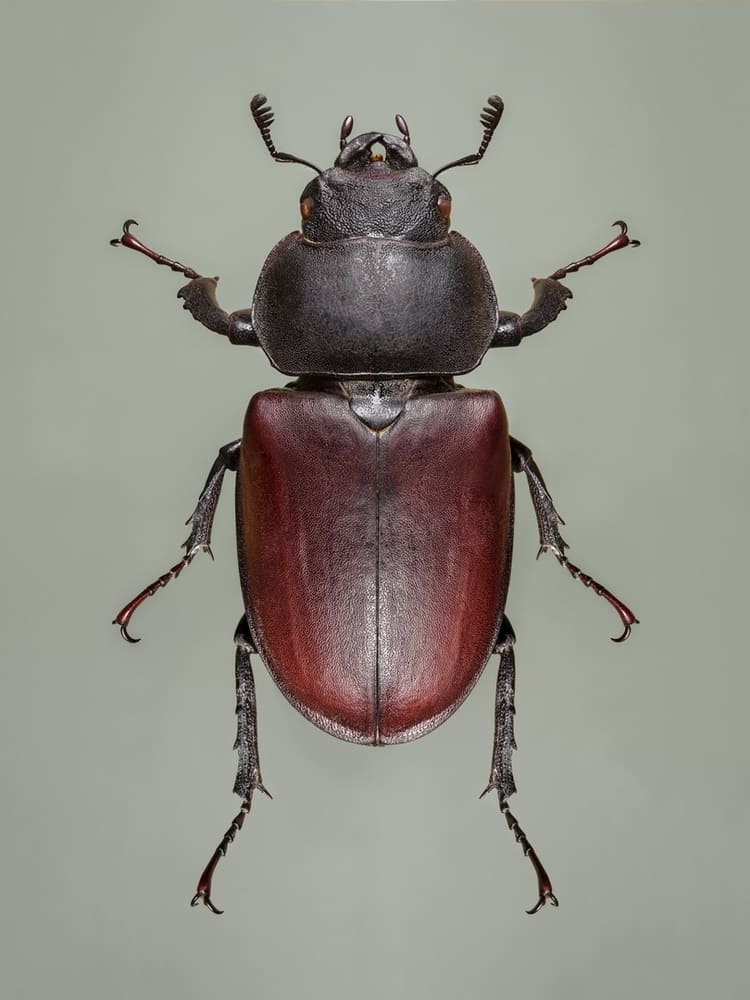 Photographie macro d'un insecte lucane cerf volant en studio sur un fond kaki