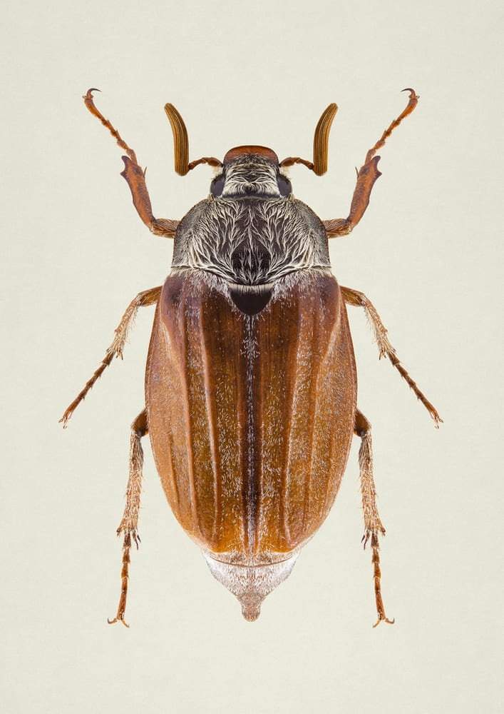 Photographie macro d'un insecte hanneton commun en studio sur un fond ivoire