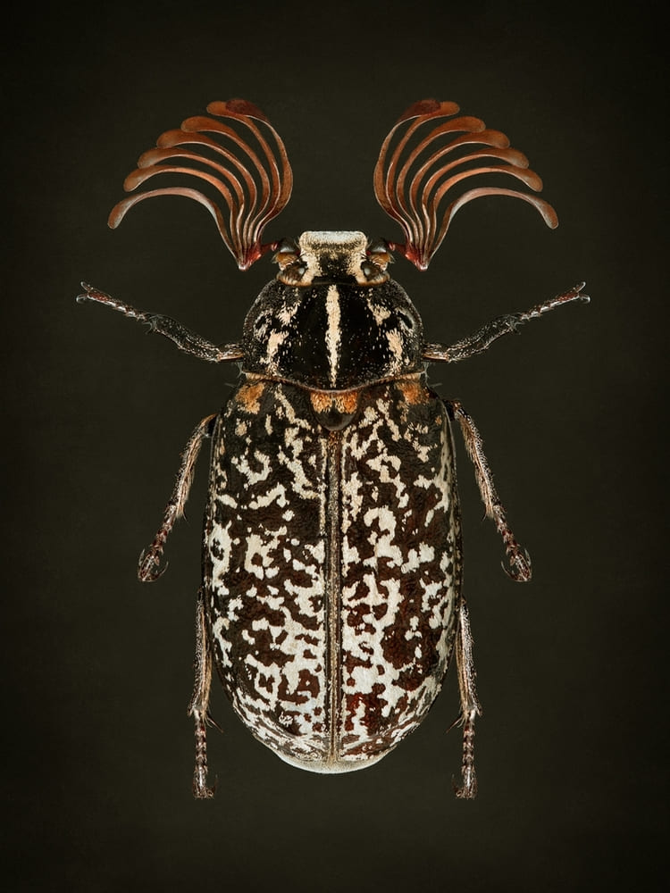 Photographie macro d'un insecte hanneton des pins ou foulon en studio sur un fond noir