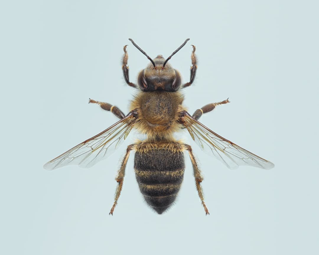 Photographie macro d'une abeille européenne en studio avec les ailes dépliées sur fond gris bleu