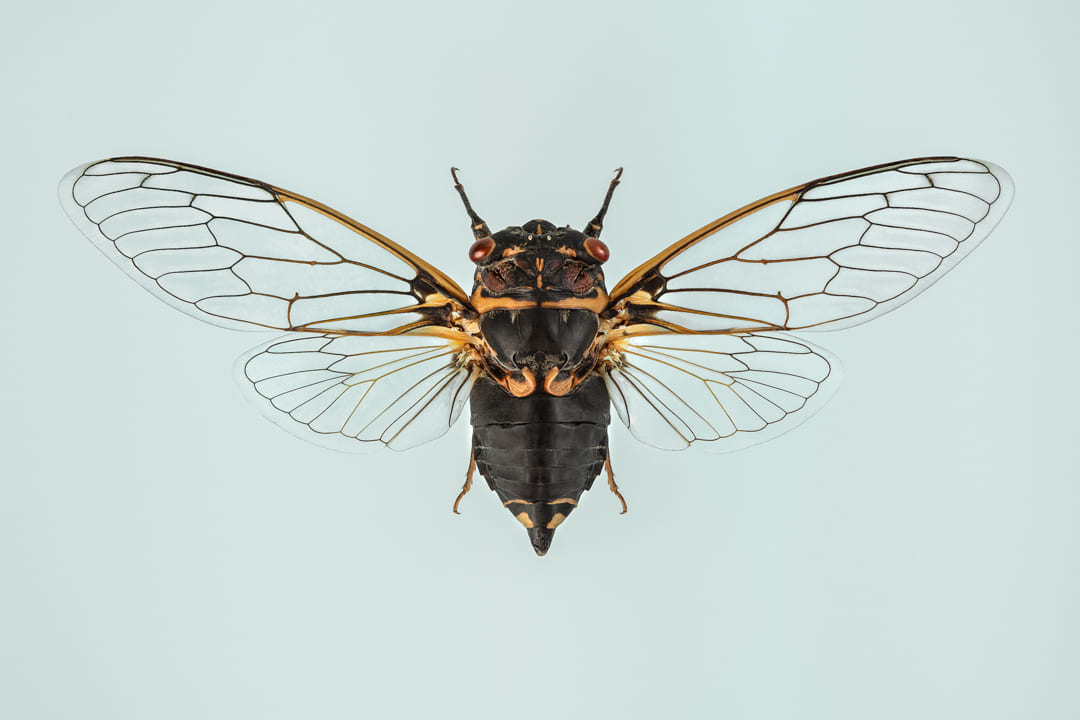 Photographie d'un cigale avec les ailes dépliées sur un fond gris bleu