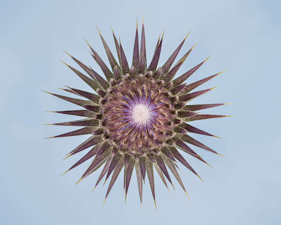 Photographie d'un chardon onopordum tauricum en studio sur un fond bleu violet