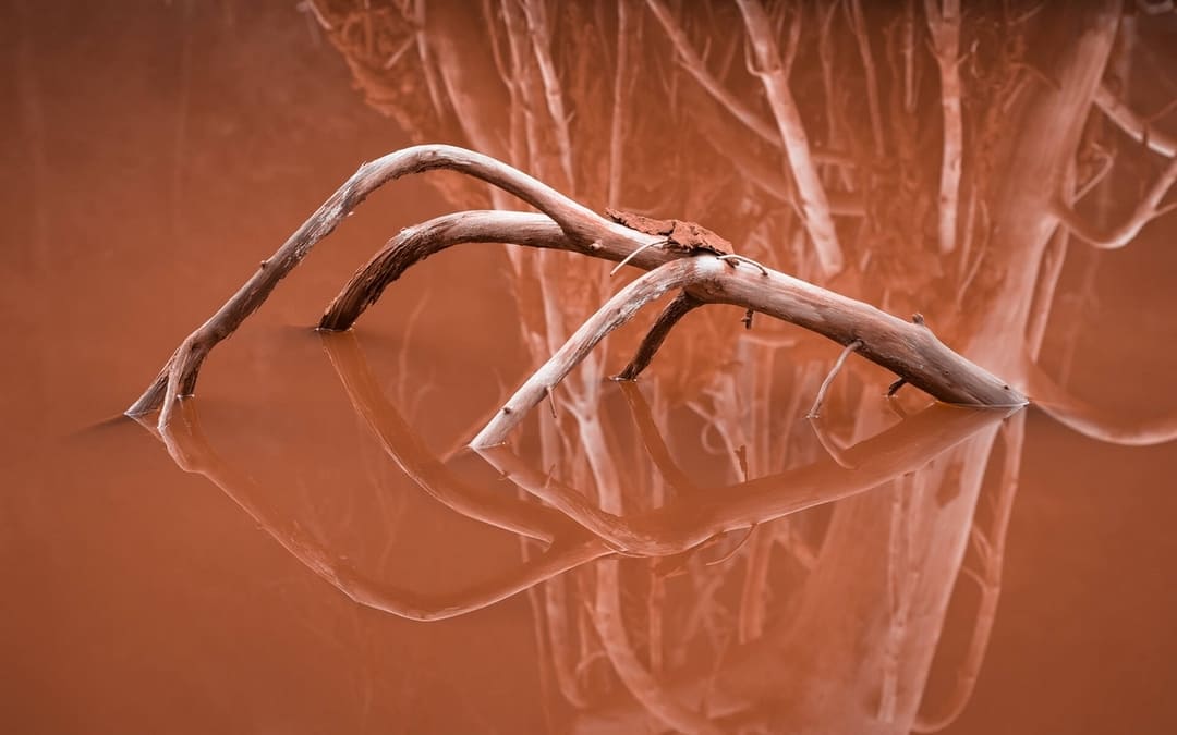 Photographie d'une branche morte dans l'eau des boues rouges à Gardanne