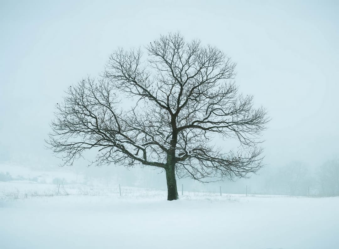 Photographie minimaliste d'un paysage enneigé en hiver avec un arbre au centre et du brouillard en arrière plan