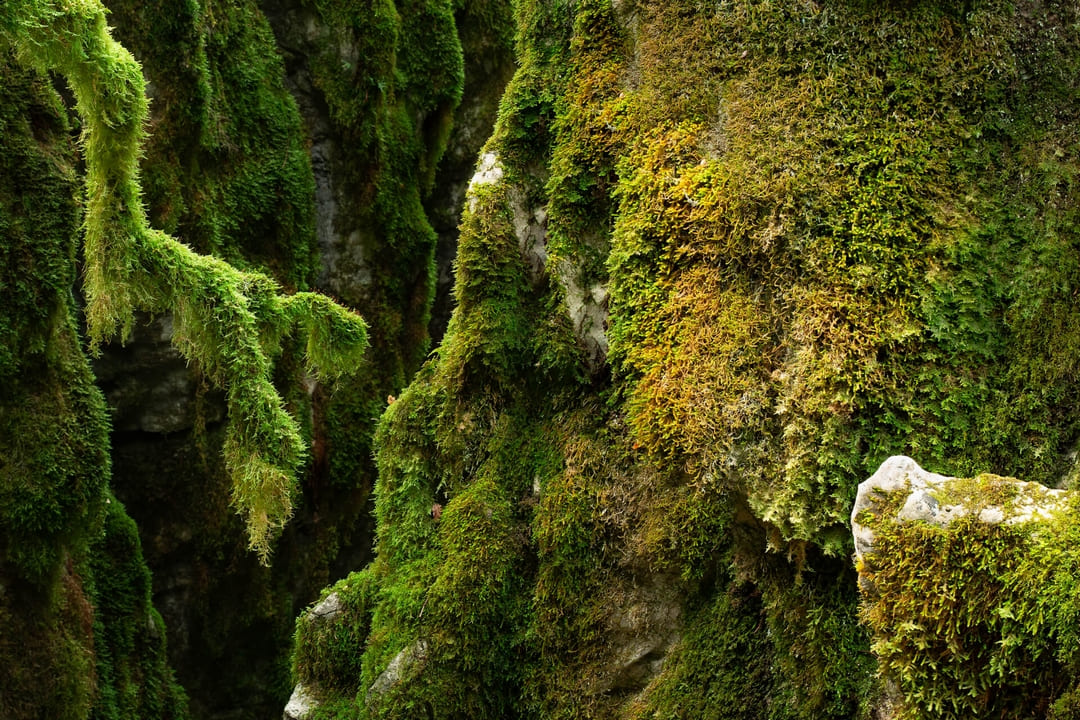 Photographies de mousses vertes dans le bois de Païolive 