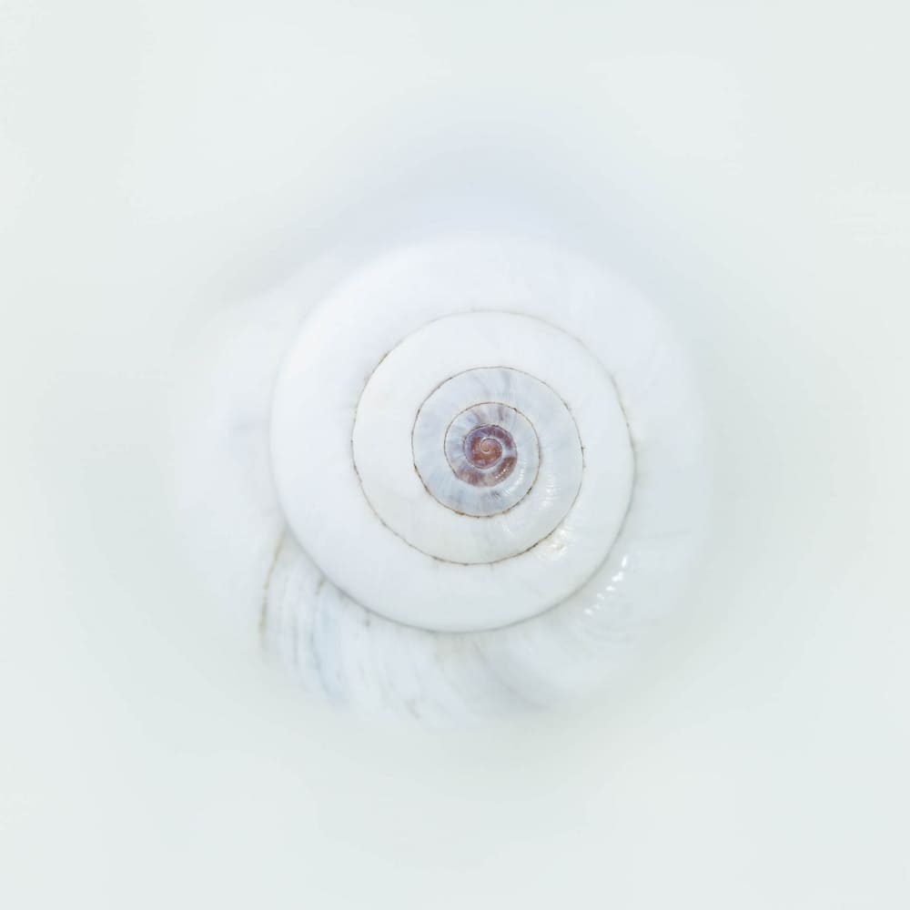 Photographie d'une coquille d'escargot blanc en semi-immersion dans un liquide laiteux 