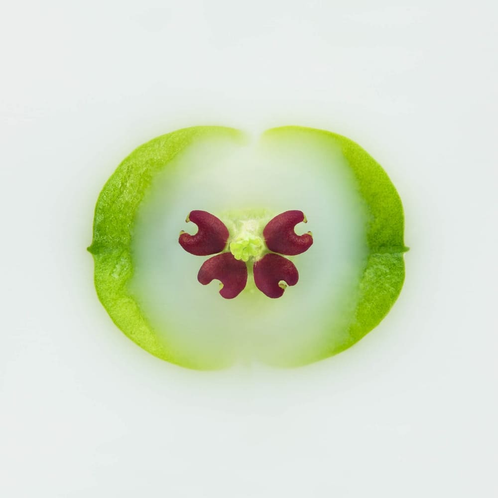 Photographie d'une Euphorbe en semi-immersion dans un liquide laiteux