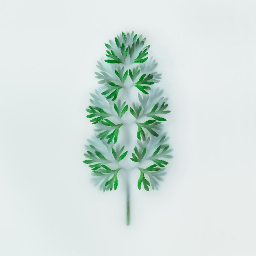 Photographie d'une plante sauvage en semi-immersion dans un liquide laiteux