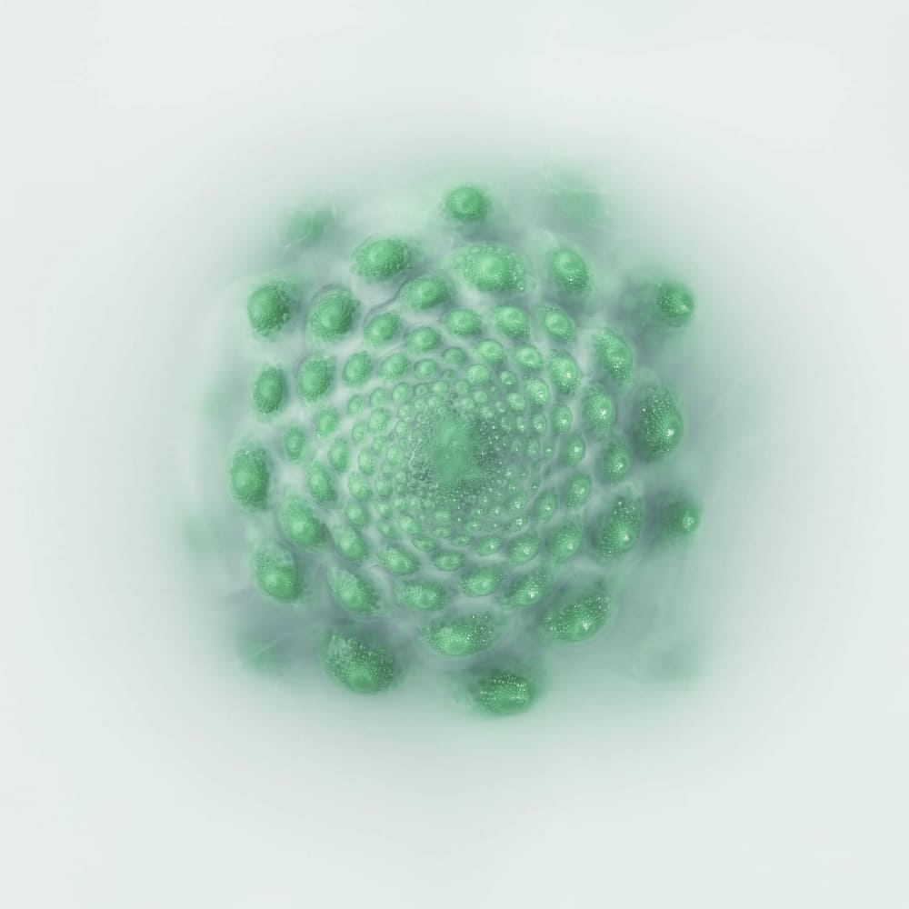 Photographie d'un chou romanesco en semi-immersion dans un liquide laiteux