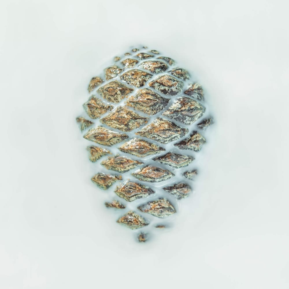 Photographie d'un cône de pin en semi-immersion dans un liquide laiteux