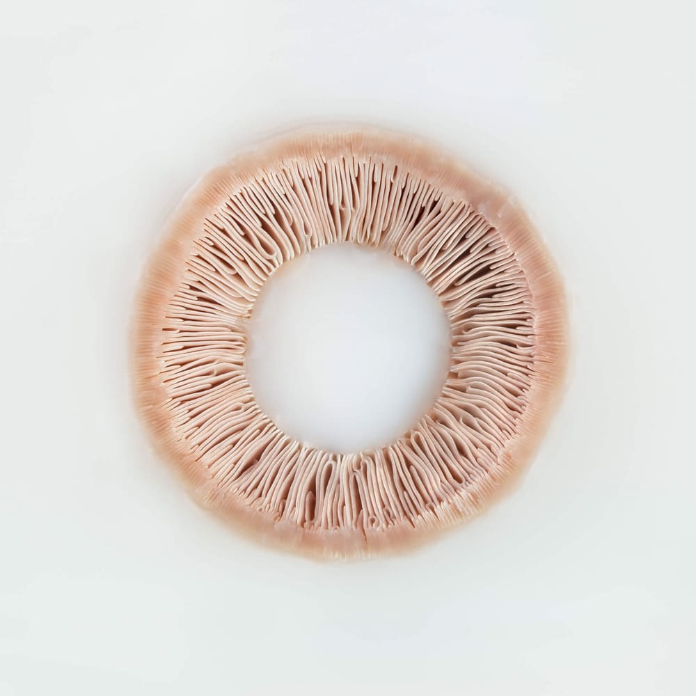 Photographie d'une coupe d'un champignon de Paris en semi-immersion dans un liquide laiteux