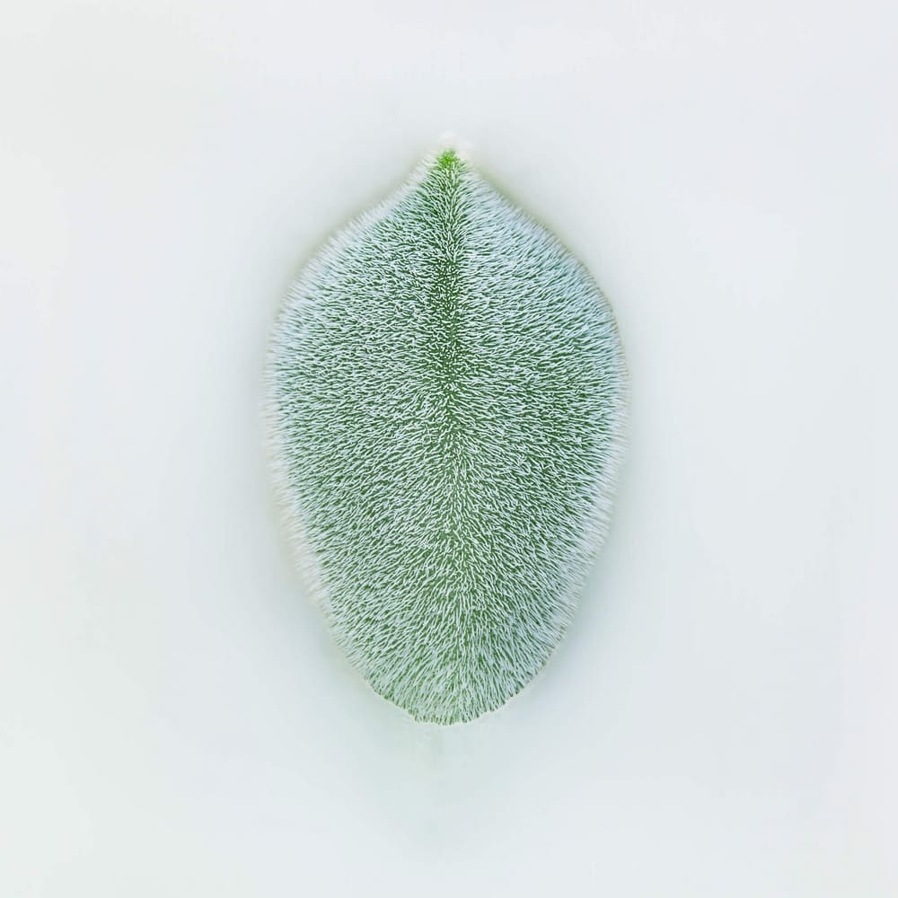 Photographie d'une succulente echeveria pulvinata en semi-immersion dans un liquide laiteux