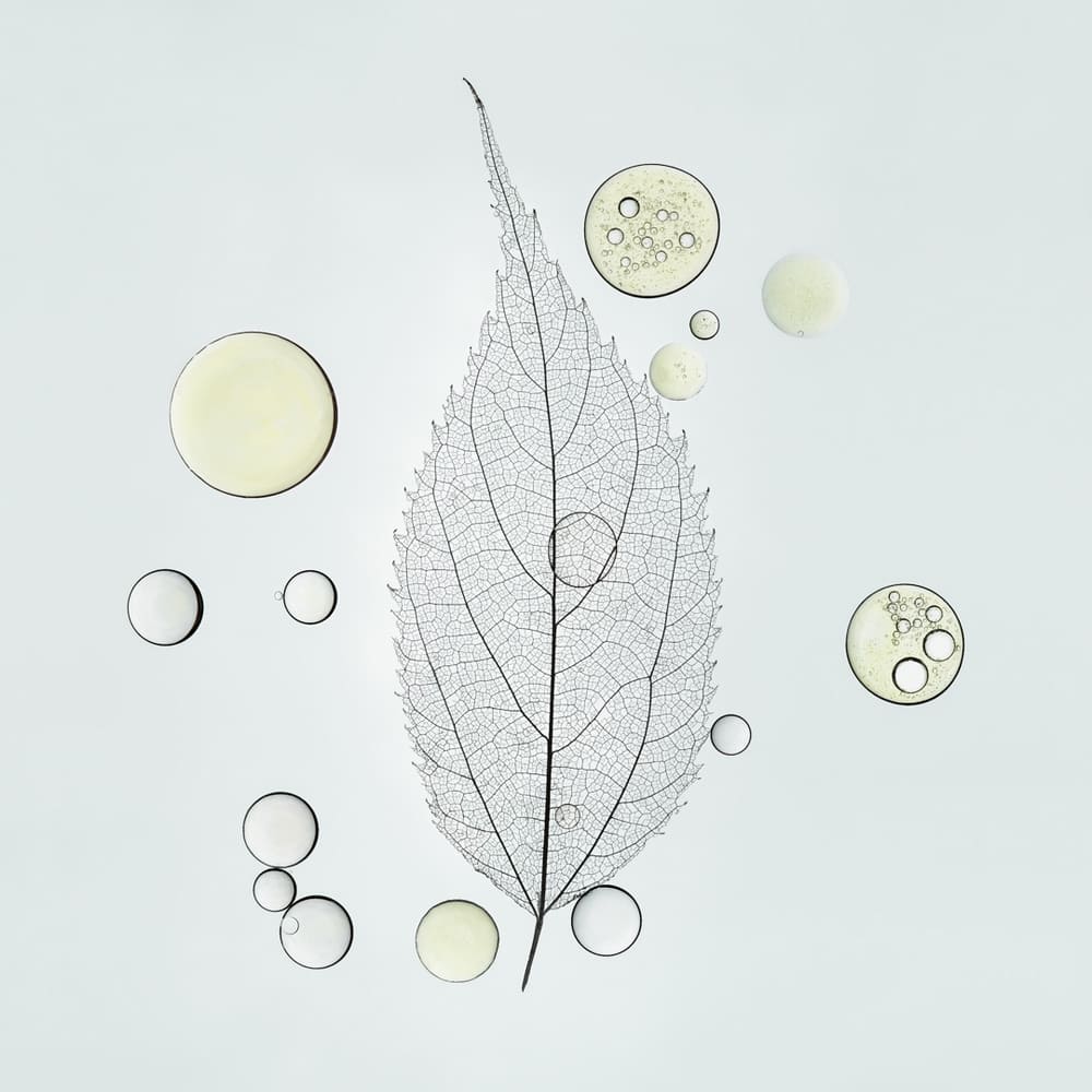 Photographie d'un squelette de feuille de micocoulier de Provence avec des gouttes d'huile autour