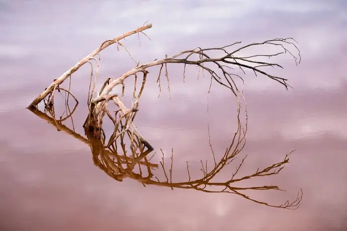 Photographie d'une branche morte dans l'eau des boues rouges de Gardanne