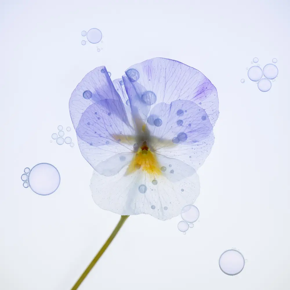 Photographie d'une feur de pensée à moitié transparente flottant sur l'eau avec des bulles autour