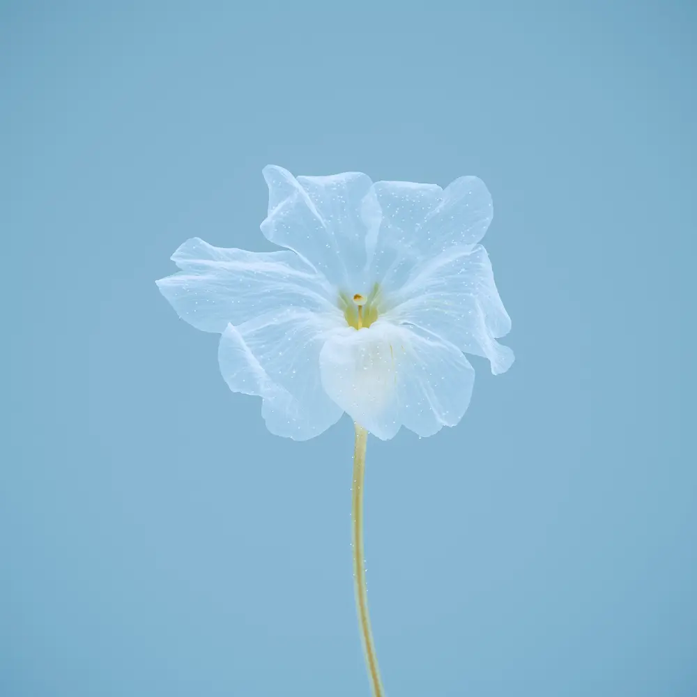 Photographie d'une fleur transparente en immersion sur fond bleu