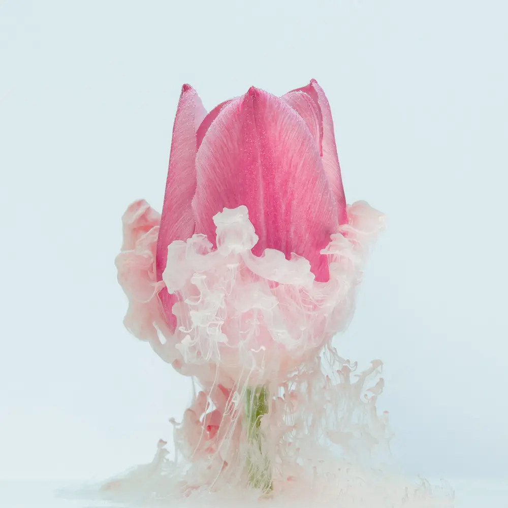 Photographie d'une tulipe en immersion  avec de la fumée colorée autour