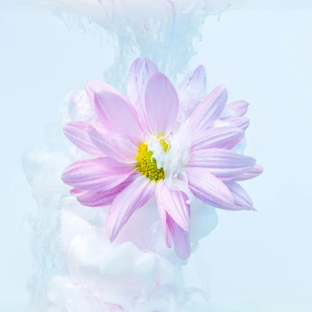 Photographie d'une fleur rose en immersion avec de la fumée rose pâle autour