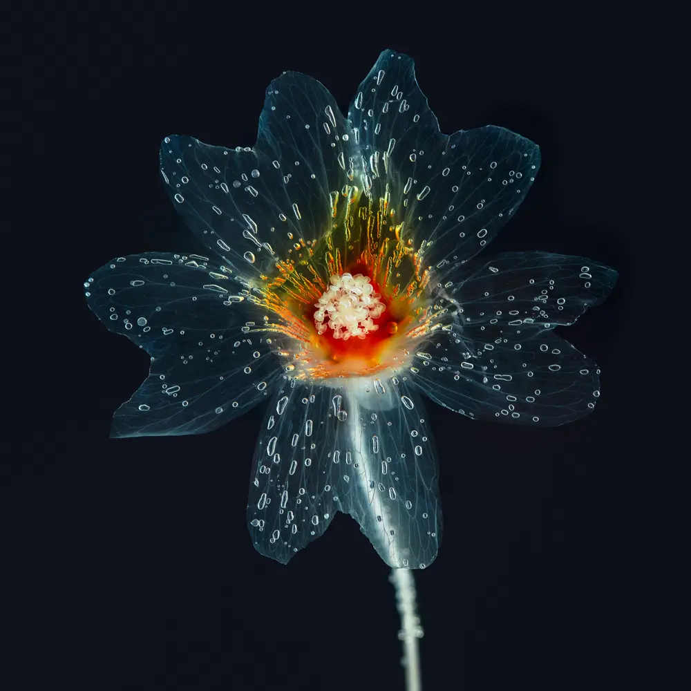 Photographie d'une fleur transparente en immersion sur fond noir avec du colorant rouge au centre