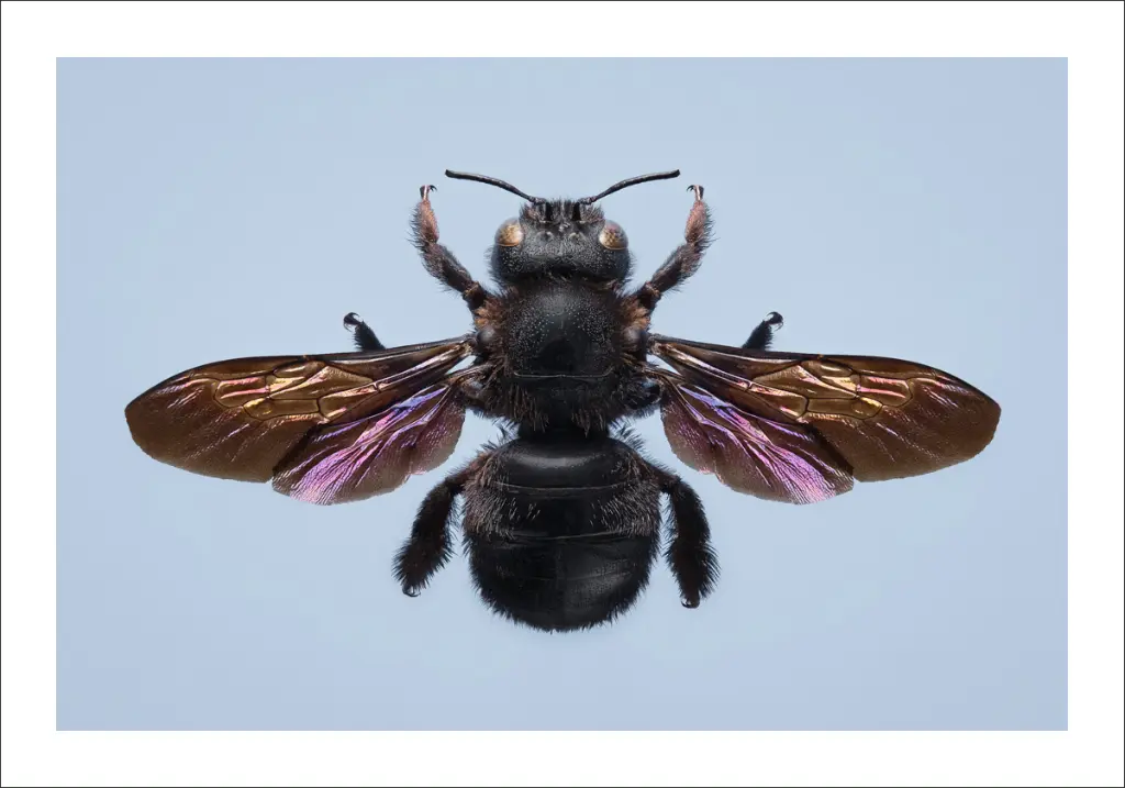 photo-abeille-noire-insecte.webp
