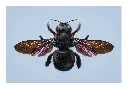 photo-abeille-noire-insecte.webp