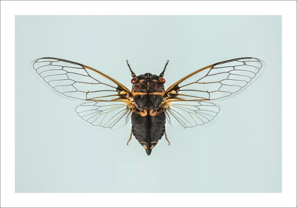 photographie-insecte-cigale.webp