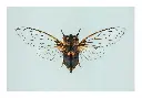 photographie-insecte-cigale.webp