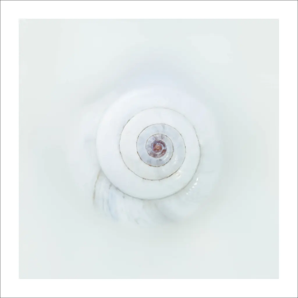 escargot-blanc.webp