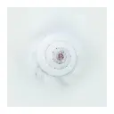 escargot-blanc.webp