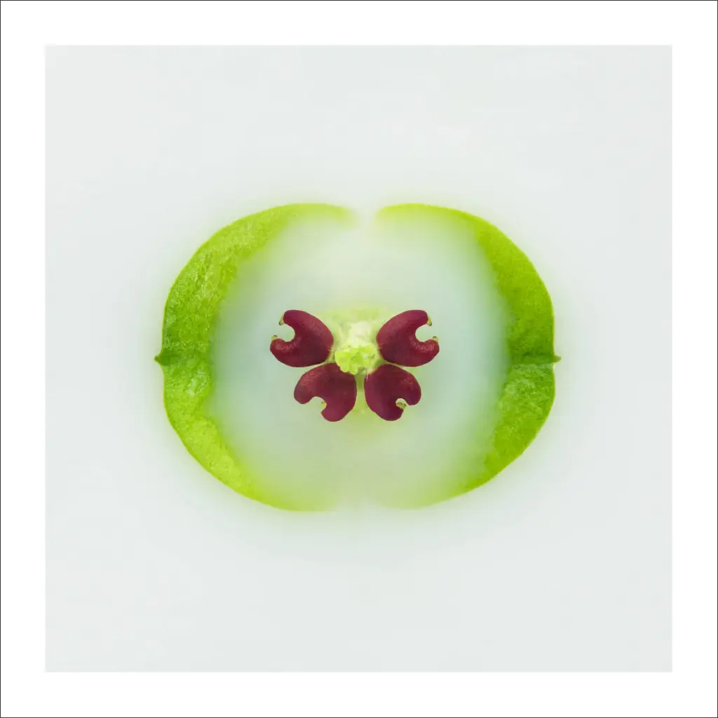 nature-morte-succulente-verte.webp