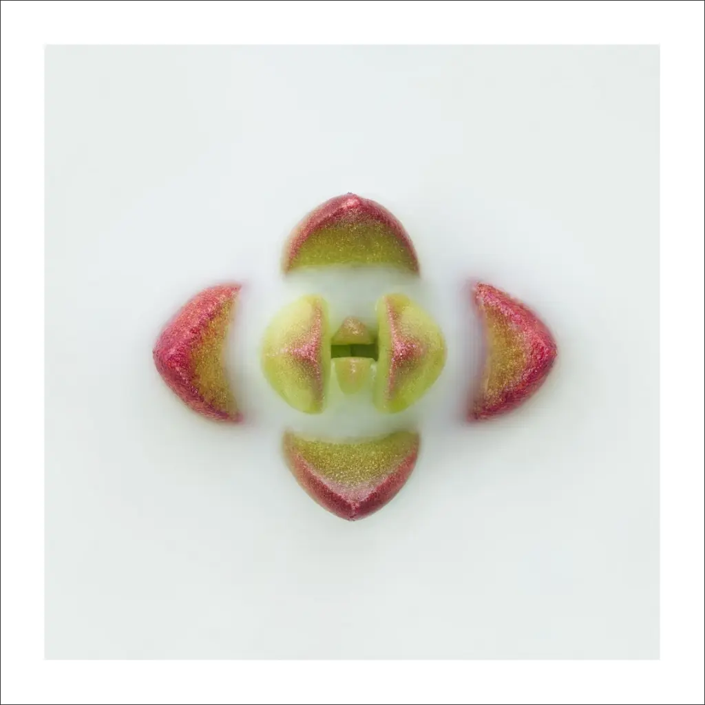 succulente-rouge-verte.webp