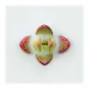 succulente-rouge-verte.webp