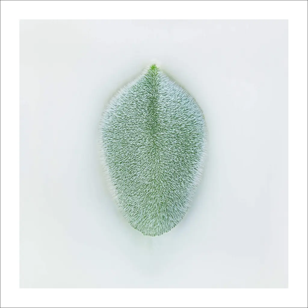 nature-morte-succulente.webp