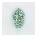 nature-morte-succulente.webp