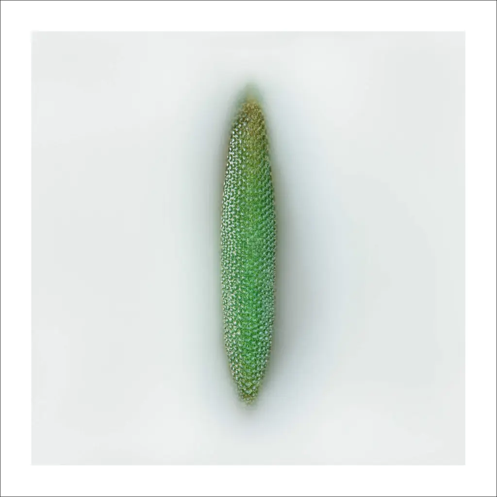 still-life-succulente.webp