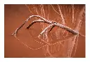 boues-rouges.webp