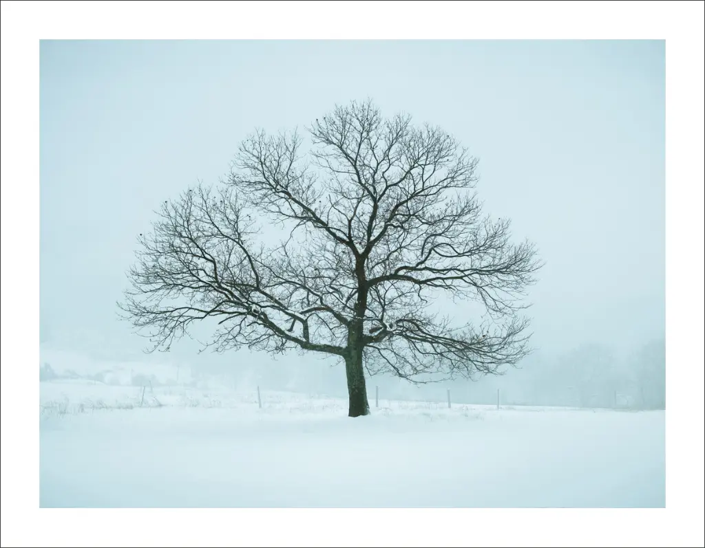 photo-arbre-ardeche.webp